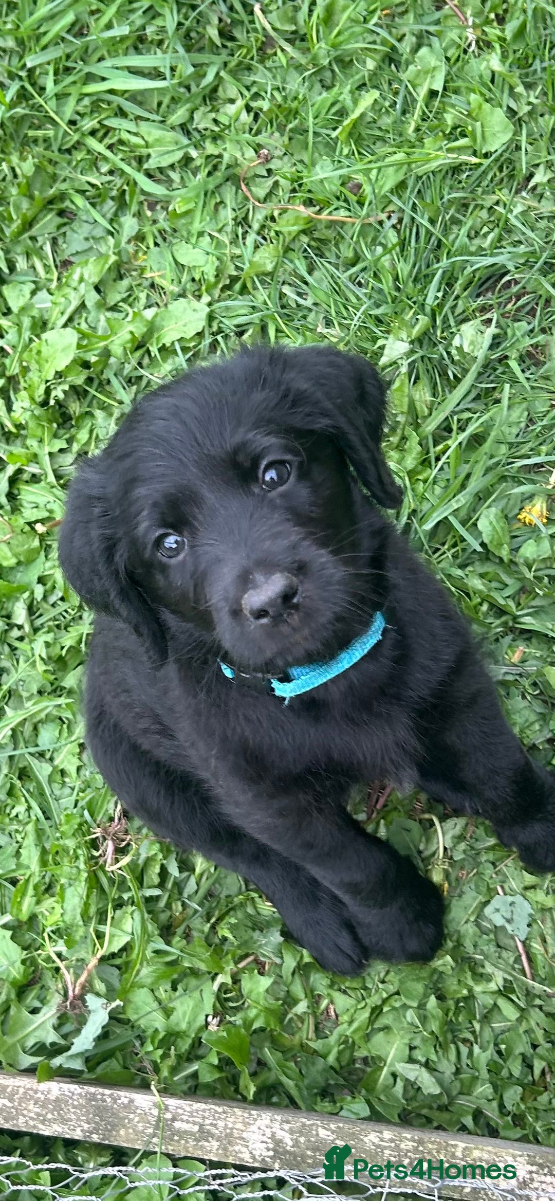 Labradoodle dogs for sale: Ready to go! Fantastic F1 Labradoodles (black) - Image 20