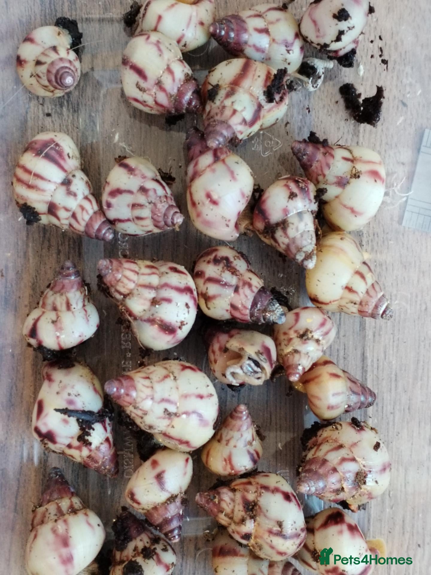 Snails invertebrates Limicolaria agathina baby snails x 3 - Advert 13