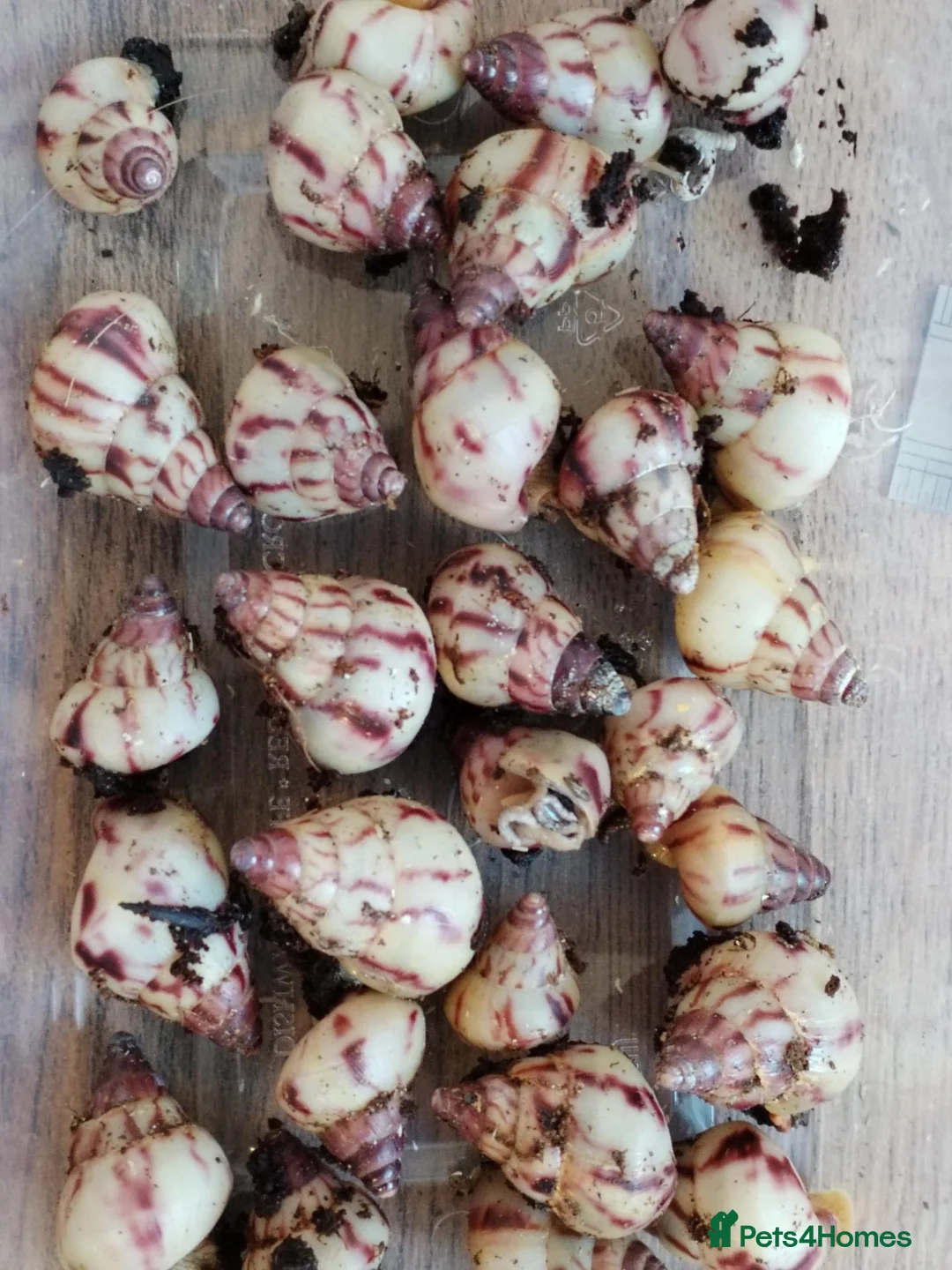 Snails invertebrates for sale: Limicolaria agathina baby snails x 3 - Advert 1