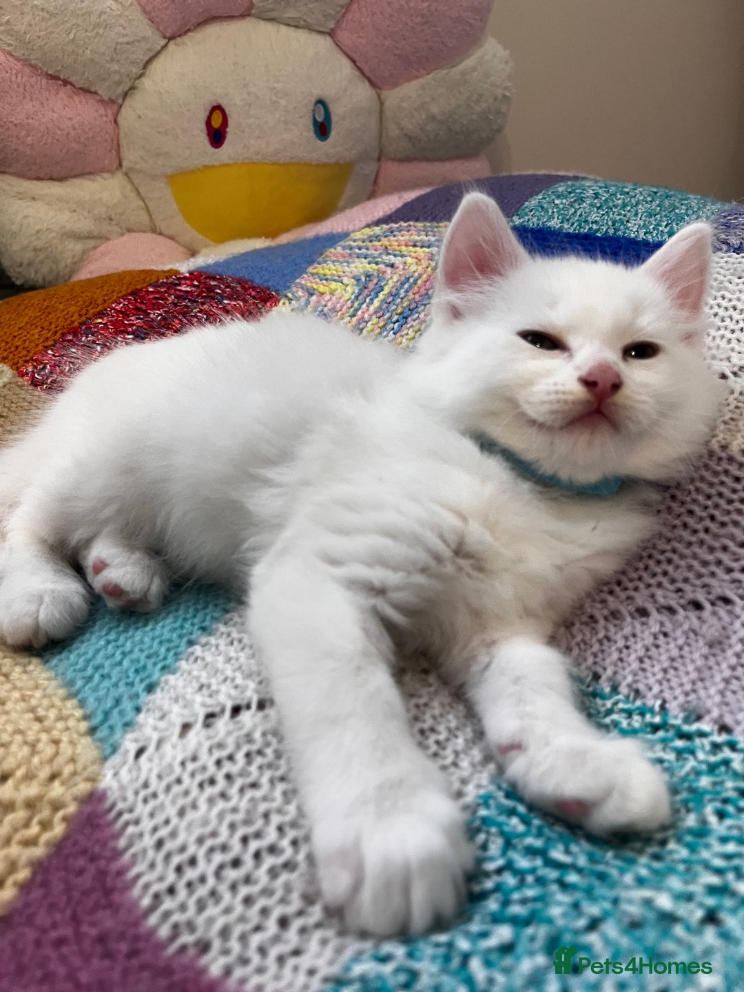 Turkish Angora cats for sale: Turkish Angora Longhair kittens - Advert 7