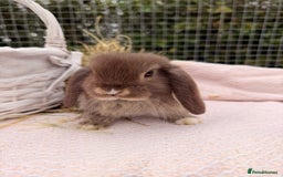 Mini Lop rabbits for sale: Pure mini lops, otters, grey, blue - Image 12