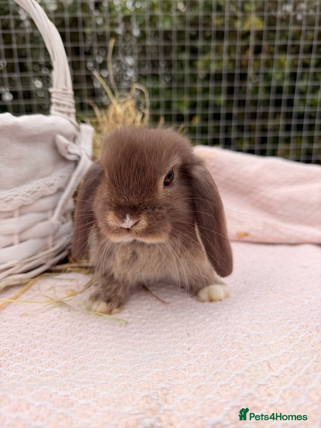 Mini Lop rabbits for sale: Pure mini lops, otters, grey, blue - Image 12