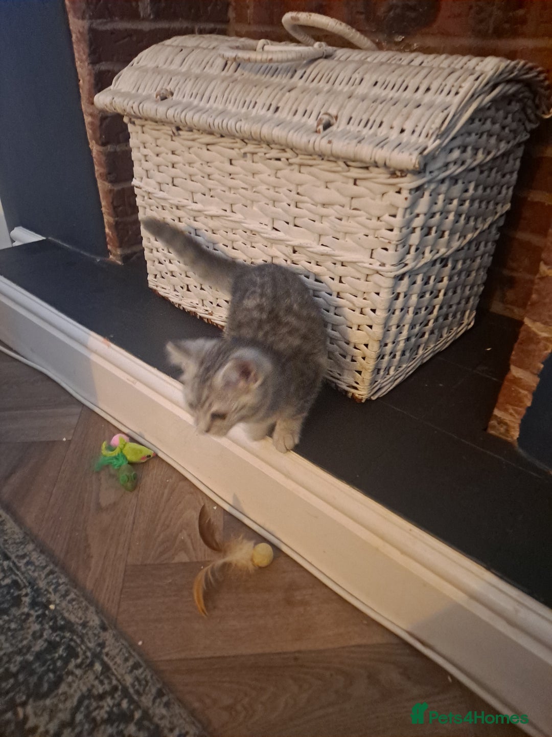 Bengal cats for sale: Beautiful bengal x persian kittens - Advert 6