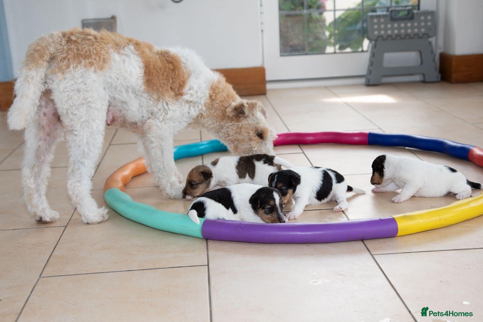 Fox Terrier dogs Wire haired fox terrier pups based in Kent - Advert 5