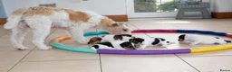 Fox Terrier dogs for sale: Wire haired fox terrier pups based in Kent in Gravesend - Advert 12