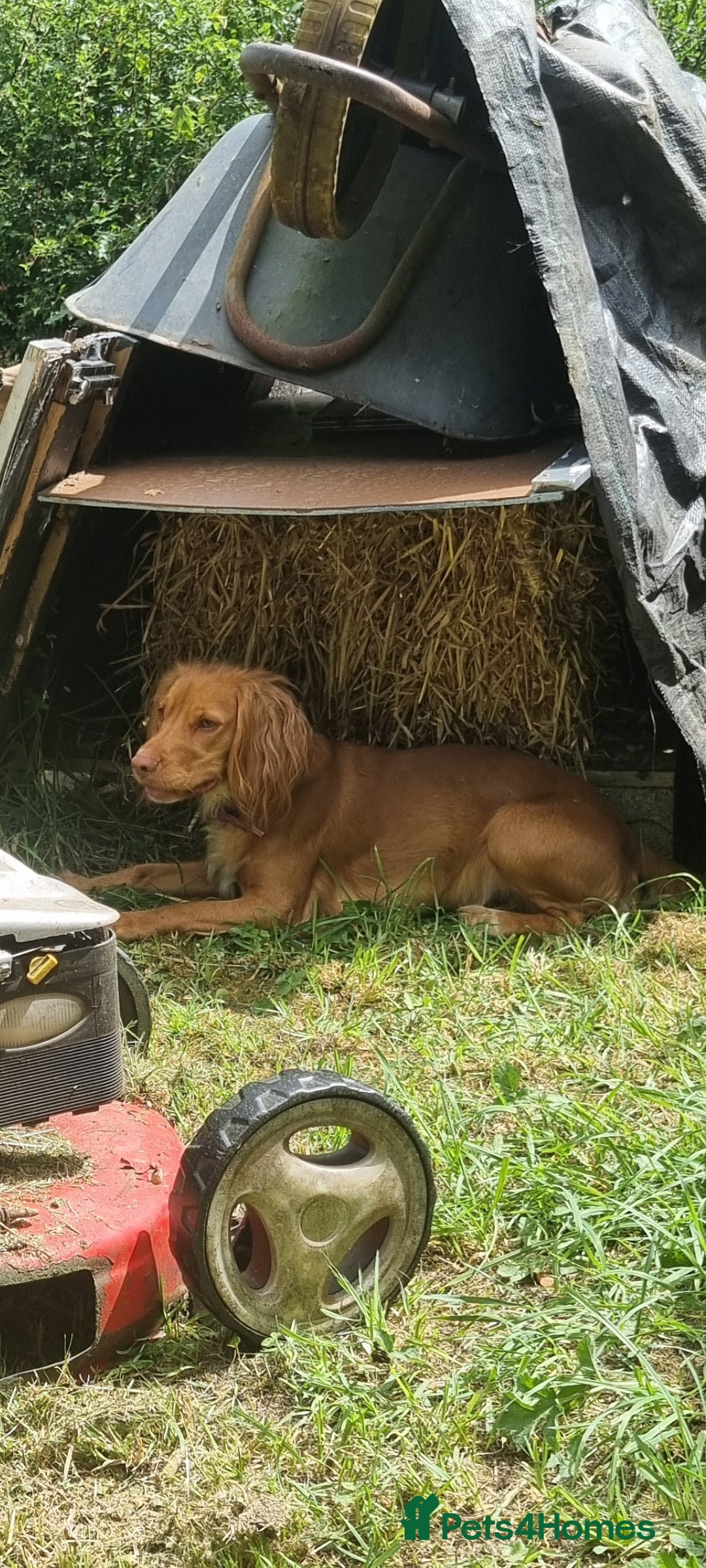 Bella