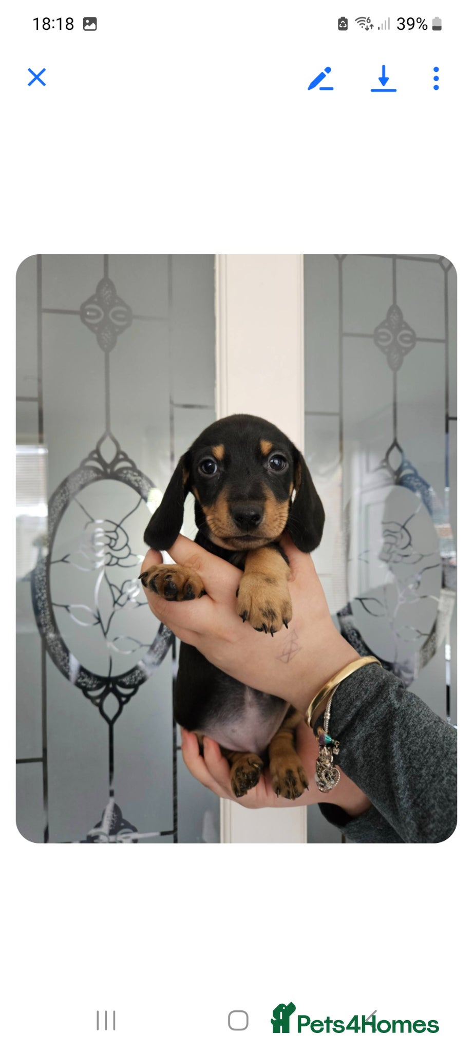 Dachshund dogs Kc paperd miniature dachshund puppies for sale - Advert 18