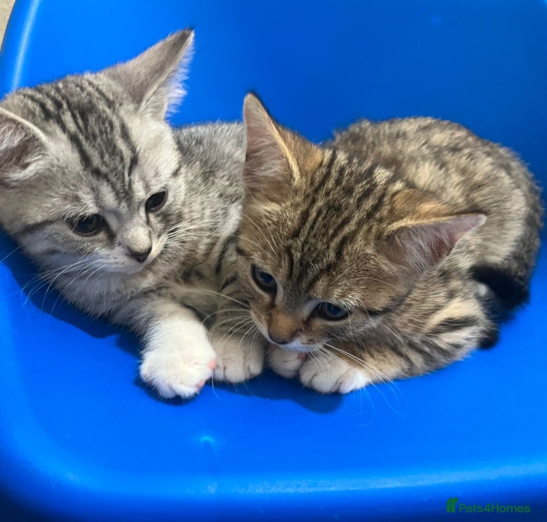 Mixed Breed cats for sale: Two adorable British Shorthair X Bengal Kittens - Advert 10