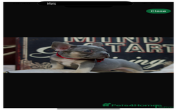 French Bulldog dogs for sale: 2 gorgeous French bulldogs left! - Image 2