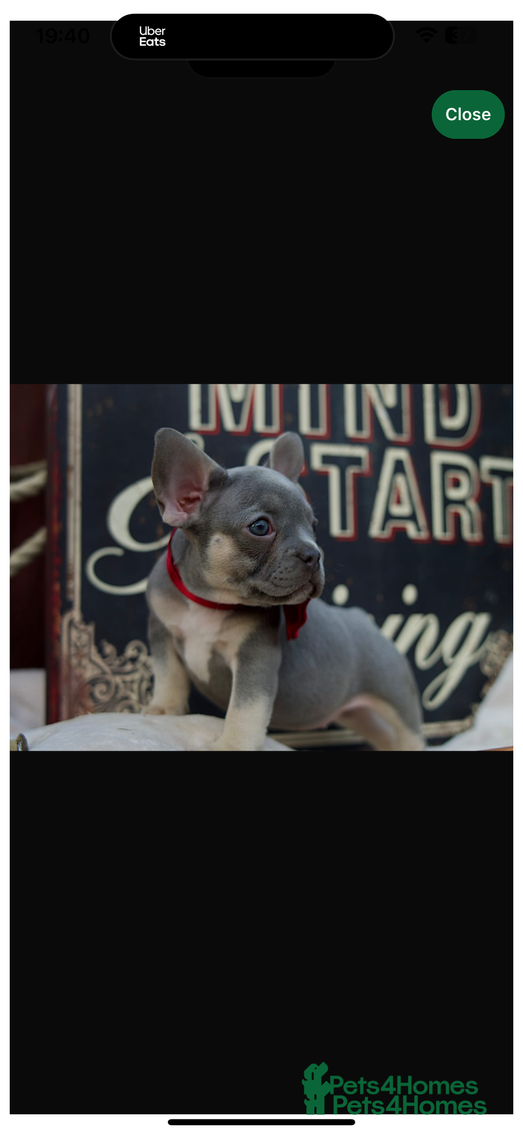 French Bulldog dogs for sale: 2 gorgeous French bulldogs left! - Image 2