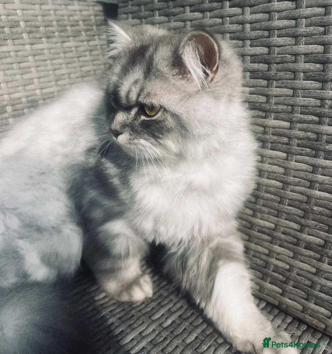 Mixed Breed cats for sale: Shylo  - Advert 4