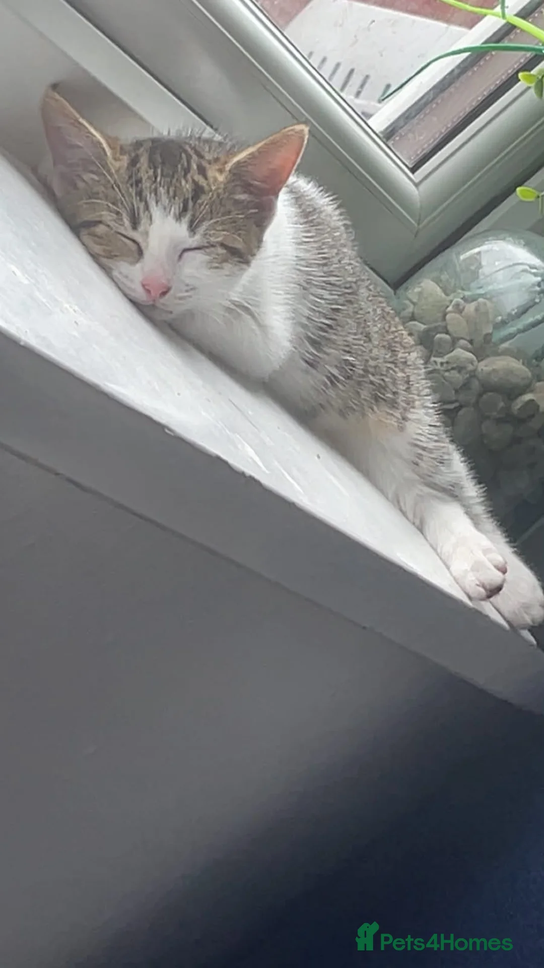 Mixed Breed cats for sale: Tabby kitten - Advert 2