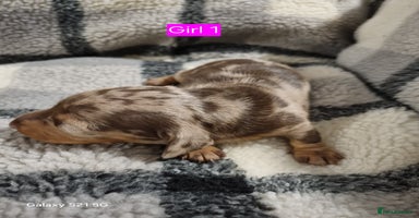 Miniature Dachshund dogs Miniature Dachshund  - Advert 7