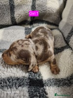 Miniature Dachshund dogs Miniature Dachshund - Advert 5