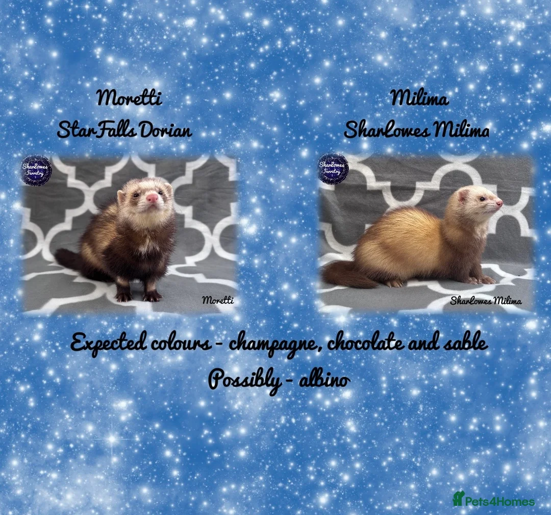 Ferret rodents for sale: Ferret Kits Due 2026  - Advert 2