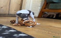 Italian Greyhound dogs for sale: Outstanding repeat mating litter  - Advert 16