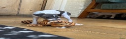 Italian Greyhound dogs for sale: Outstanding repeat mating litter  - Advert 16