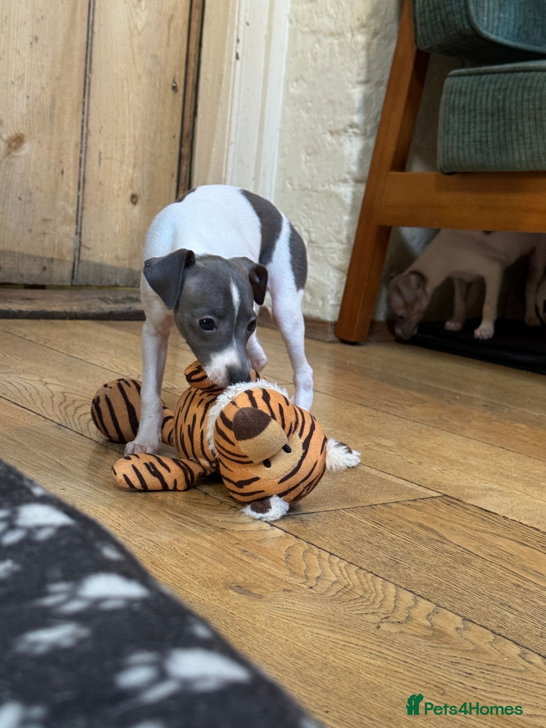 Italian Greyhound dogs for sale: Outstanding repeat mating litter  - Advert 16