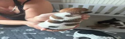 Jack Russell dogs for sale: 5 beautiful Jack Russell Puppies  - Advert 7