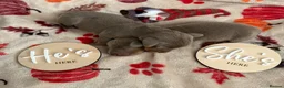 Miniature Dachshund dogs for sale: Stunning Miniature Dachshund in Sleaford - Advert 5
