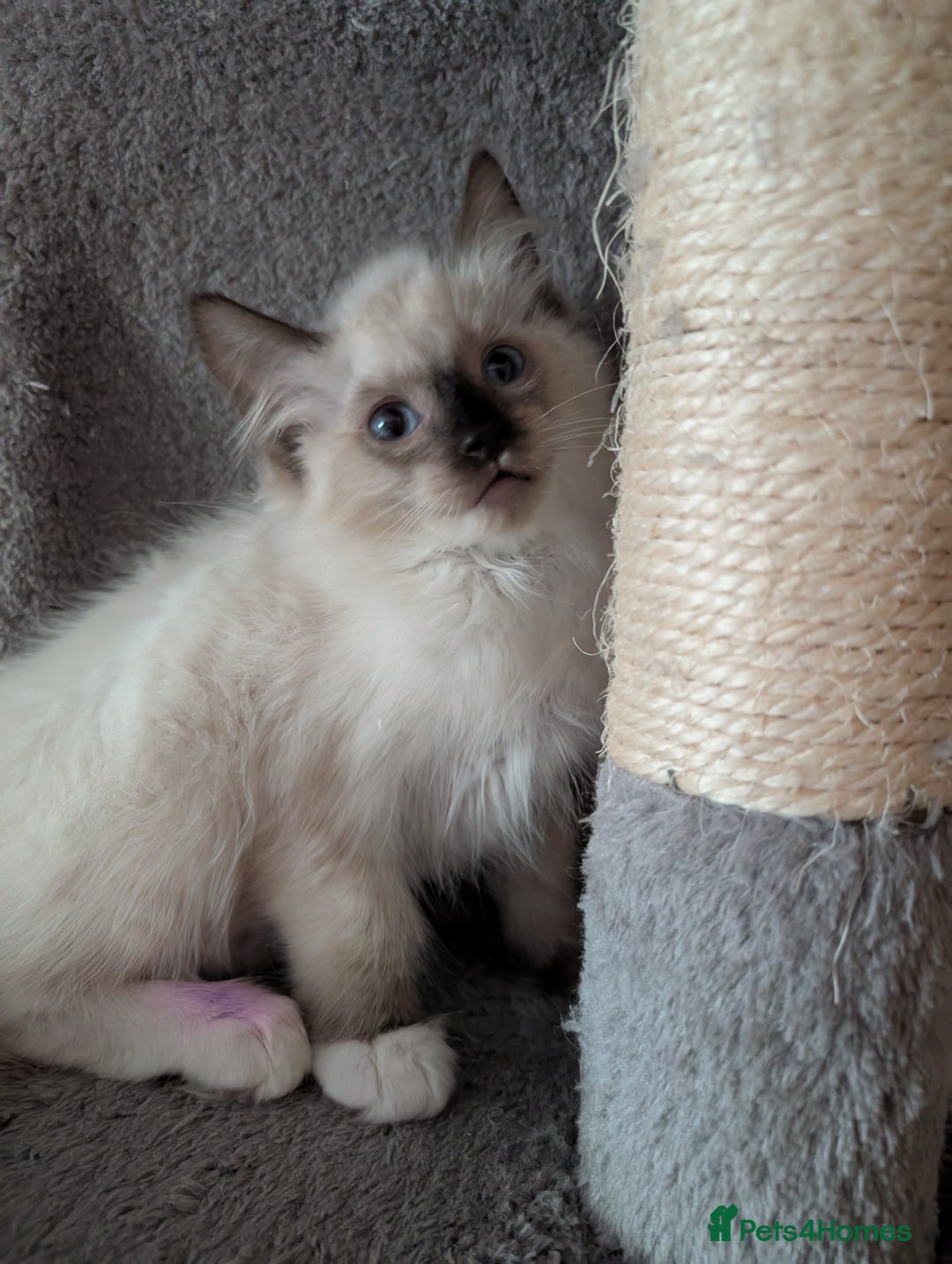 Ragdoll cats for sale: GCCF registered stunning healthy kittens - Image 5