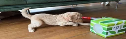 Goldendoodle dogs for sale: LAST THREE! Golden doodle pups from a loving home - Advert 25