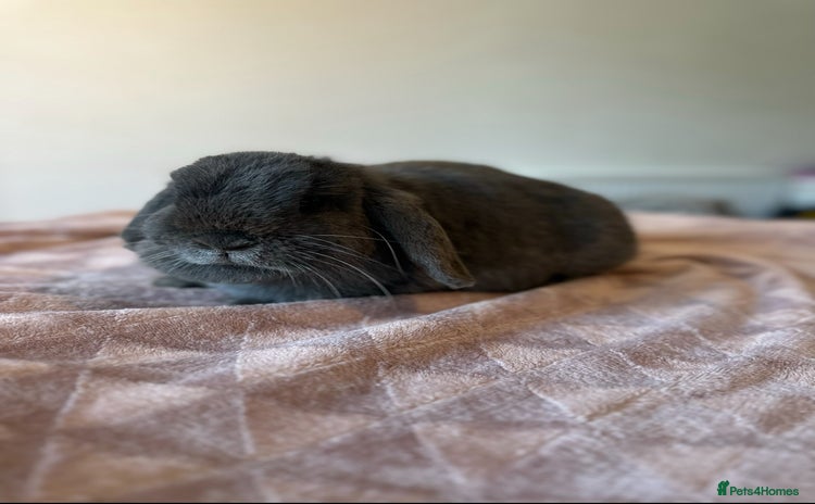 Mini Lop rabbits Adult buns looking for forever homes - Advert 1