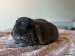 Mini Lop rabbits Adult buns looking for forever homes - Advert 1