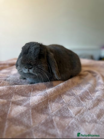 Mini Lop rabbits Adult buns looking for forever homes - Advert 2
