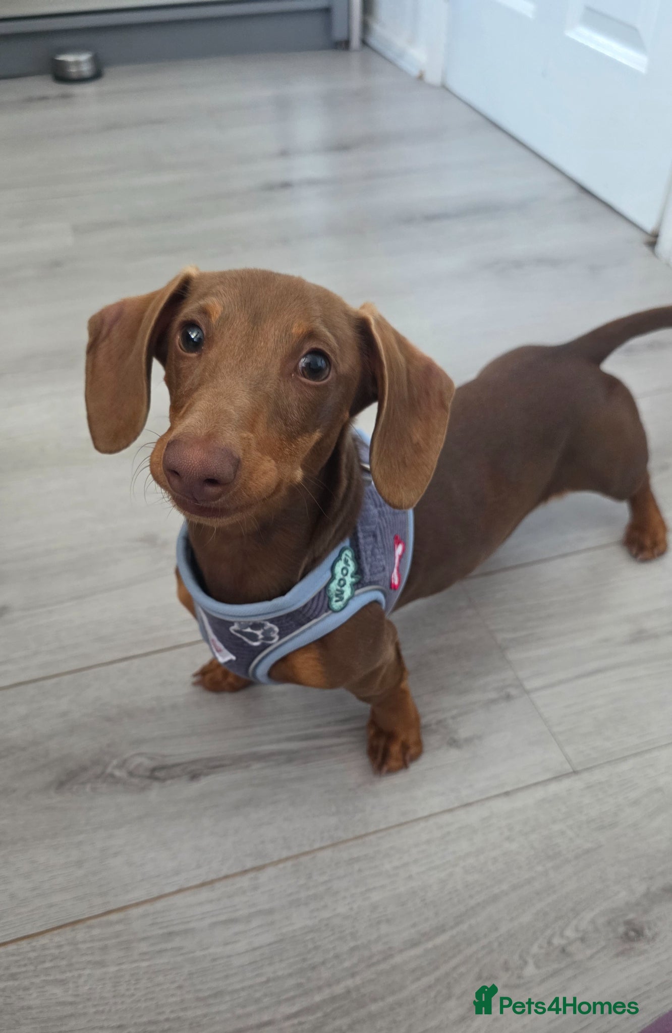 Miniature Dachshund dogs KC Registered Miniature Dachshund boy - Advert 4