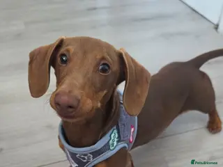 Miniature Dachshund dogs KC Registered Miniature Dachshund boy - Advert 4