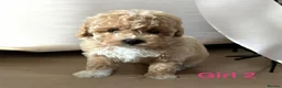 Poochon dogs for sale: Poochon girl pups  - Advert 7