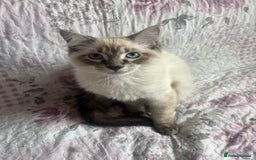 Siamese cats for sale: Siamese cross ragdoll adorable and cutest kittens  - Image 10