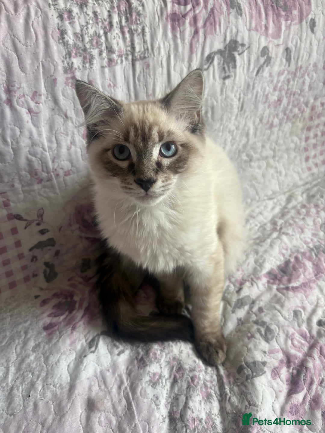 Siamese cats for sale: Siamese cross ragdoll adorable and cutest kittens  - Image 10