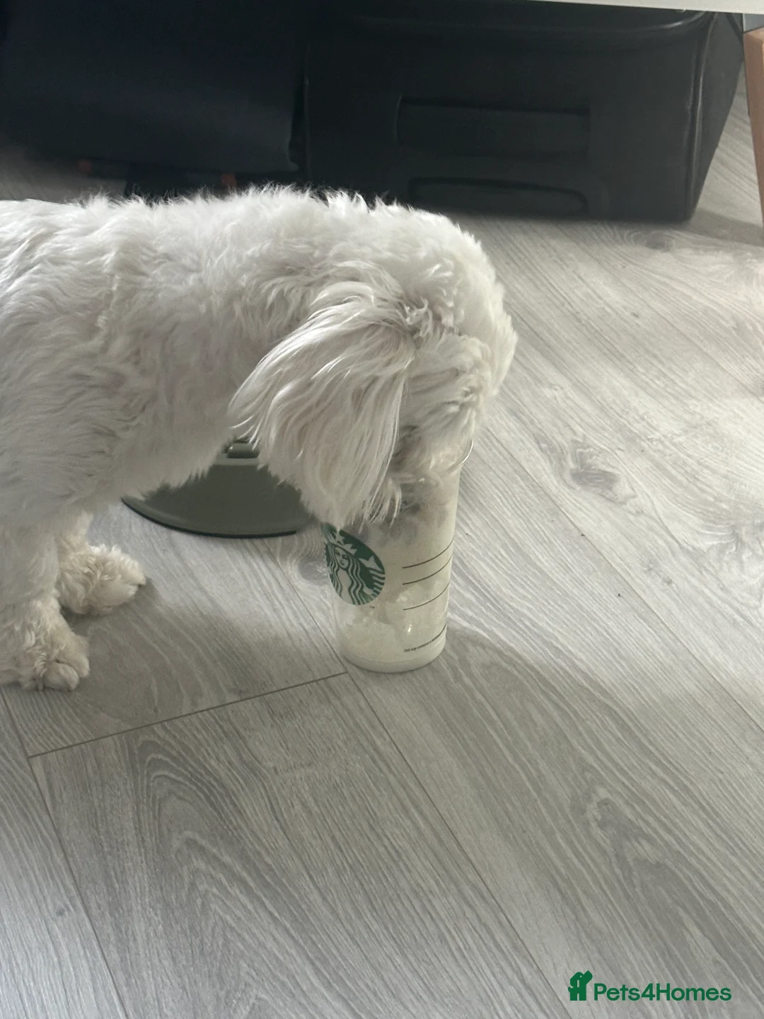 Maltese dogs for sale: Maltese Boy for Sale (4 years old) - Advert 4