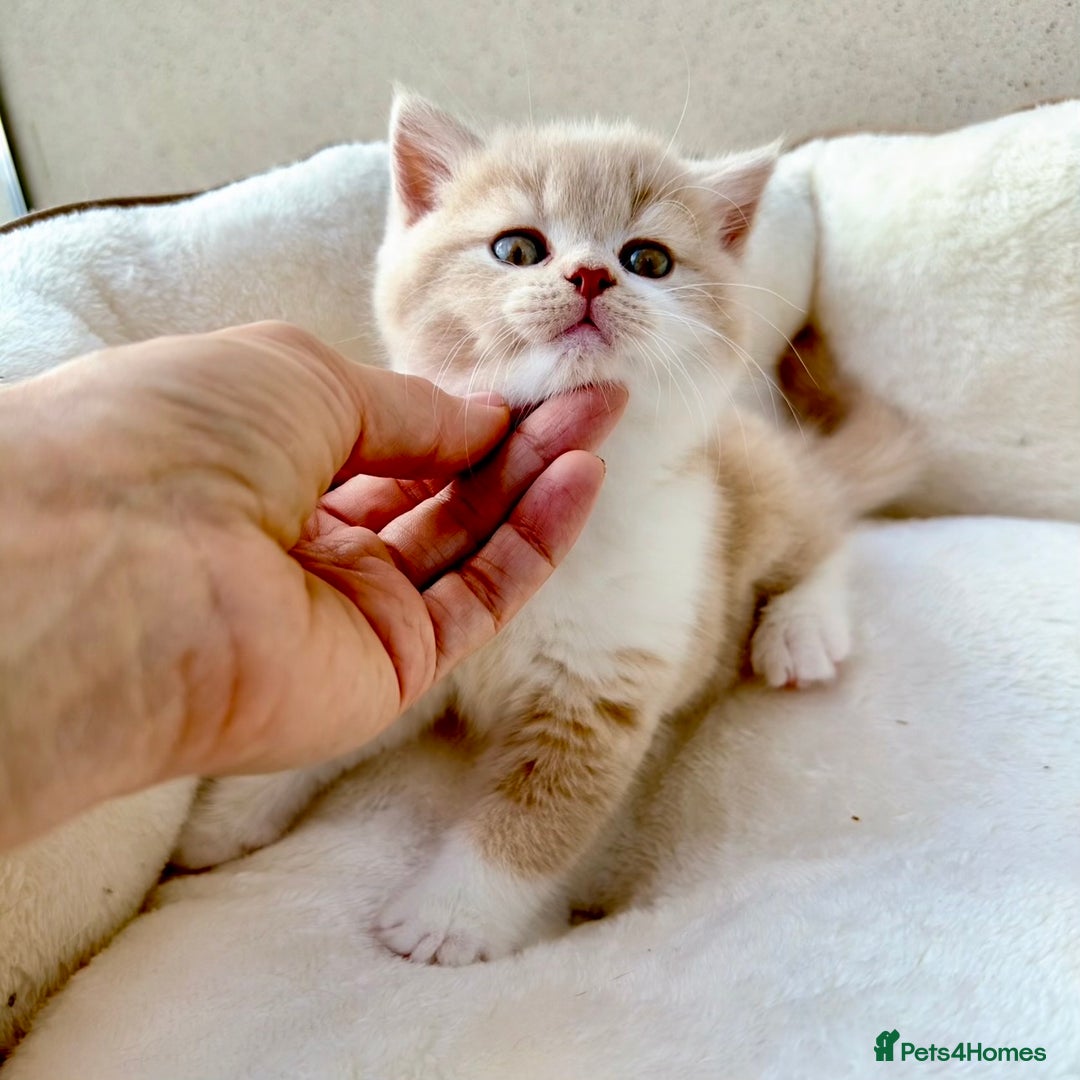 British Shorthair cats for sale: GCCF British Short Hair Kittens, Stunning Colors  - Image 3