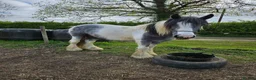Other Breed horses for sale: Maxi cob type gelding  - Advert 14