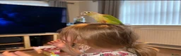 Conures birds for sale: Pineapple Green Cheek Conure approx 6 months  - Advert 4