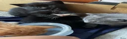 Mixed Breed cats for sale: 4 kittens and mother in Grays - Advert 5