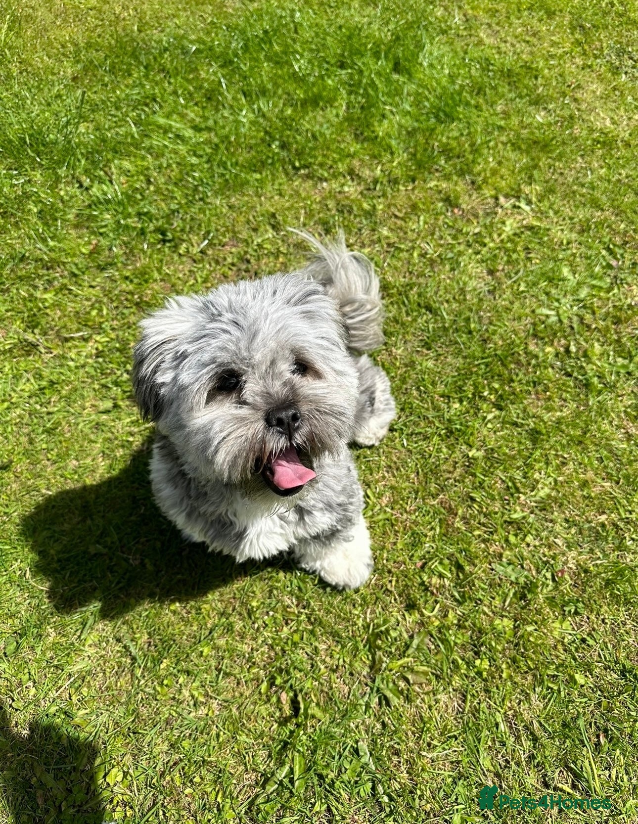 Lhasa Apso dogs Lhasa Apso Winnie needs a new forever home - Advert 7