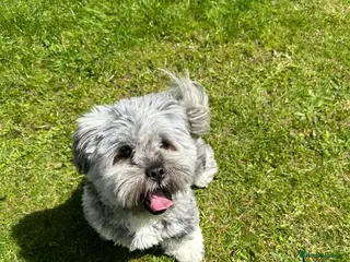 Lhasa Apso dogs Lhasa Apso Winnie needs a new forever home - Advert 10