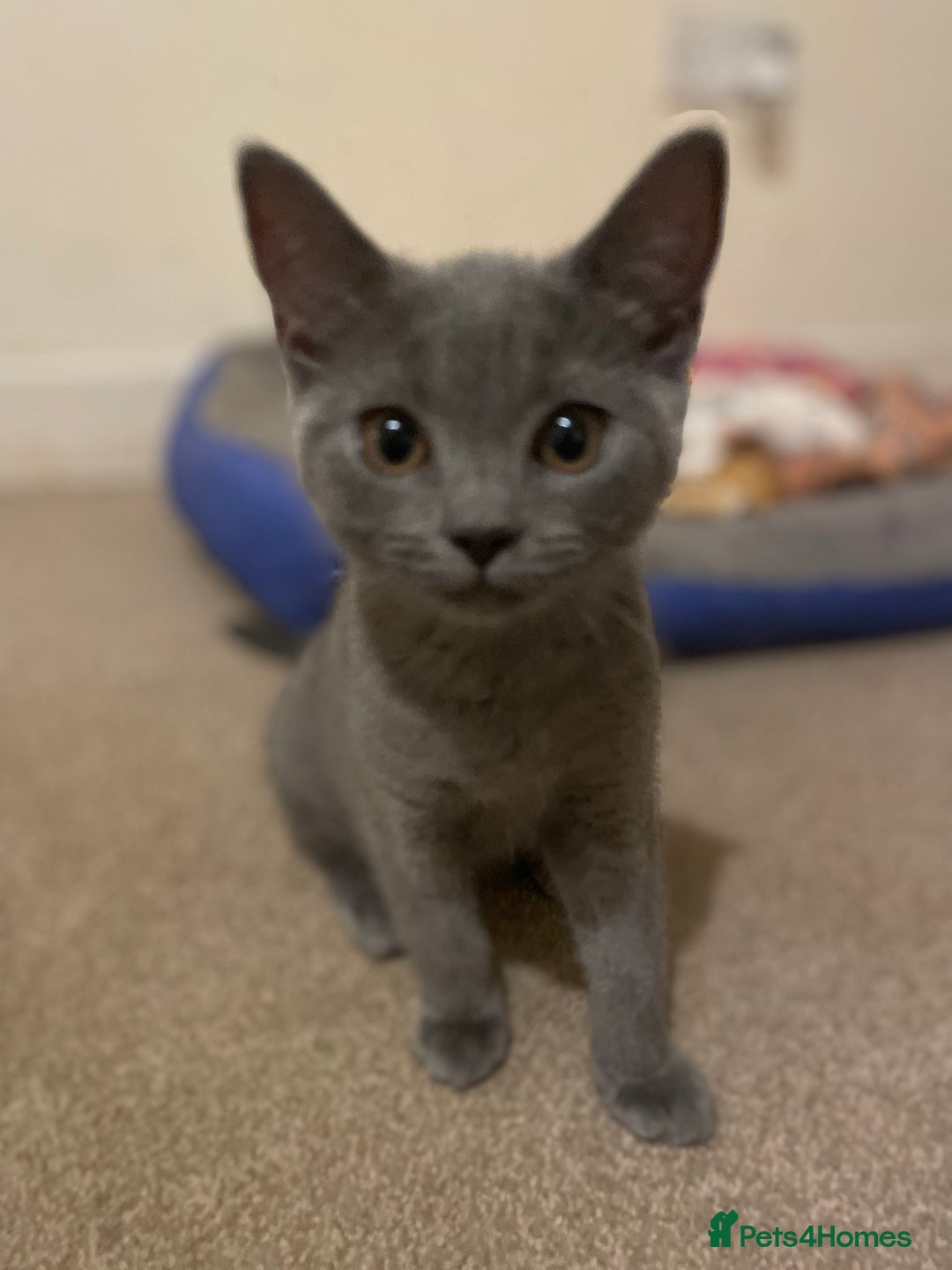 Russian Blue cats for sale: Russian blue British shorthair kittens - Image 5