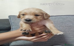 Golden Retriever dogs for sale: Amazing Golden Retrievers for sale  - Image 14