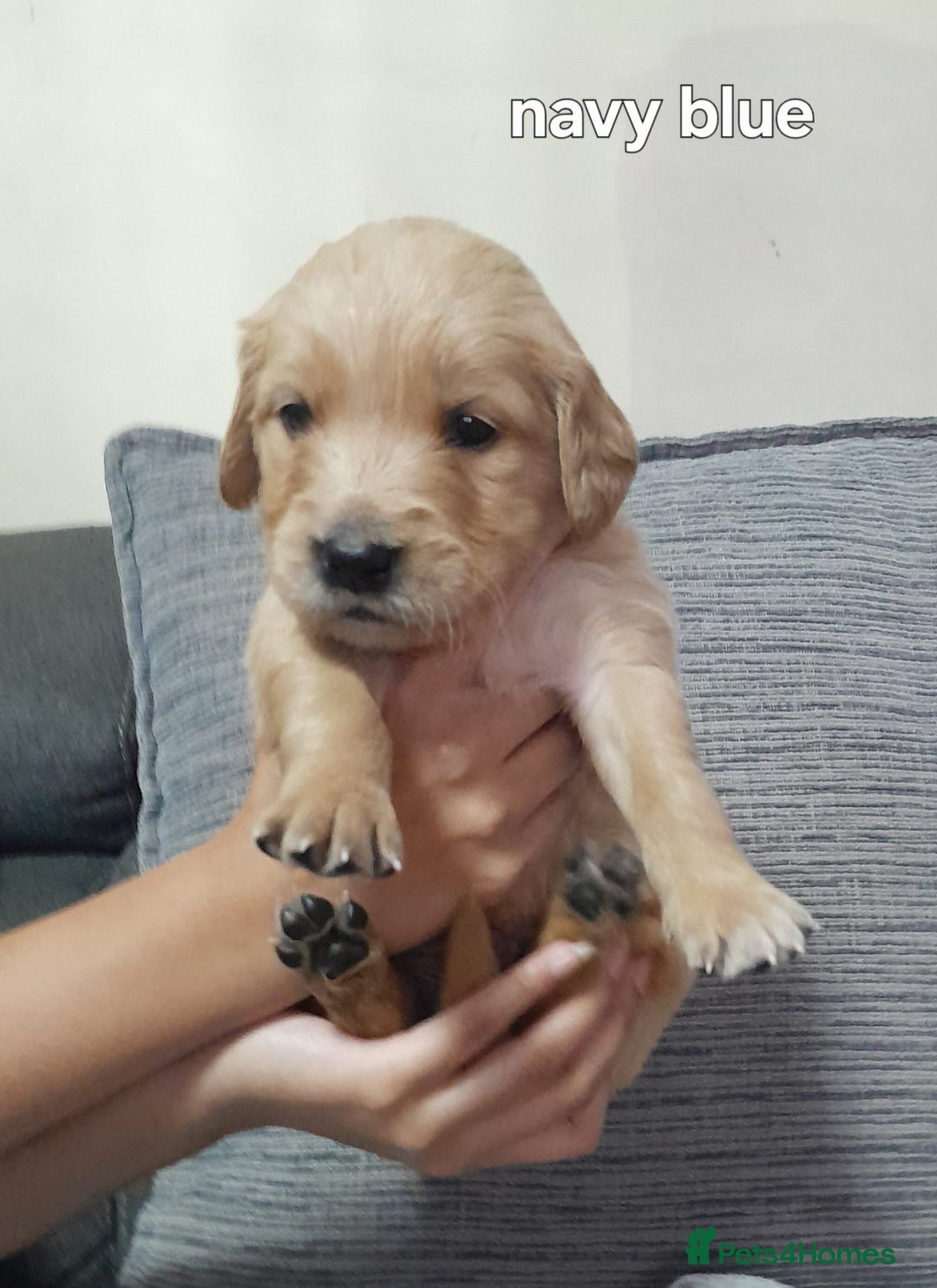 Golden Retriever dogs for sale: Amazing Golden Retrievers for sale  - Image 14