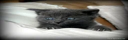 Mixed Breed cats for sale: Gorgeous Rag Doll/Maine Coon/Russian Blue X - Advert 24