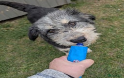 Mixed Breed dogs for adoption: Naty for adoption - Image 4