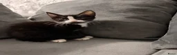 Mixed Breed cats for sale: Beautiful Black & White Kittens Ready Now 🐾 - Advert 9