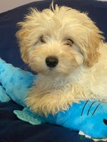 Mixed Breed dogs - Advert 15