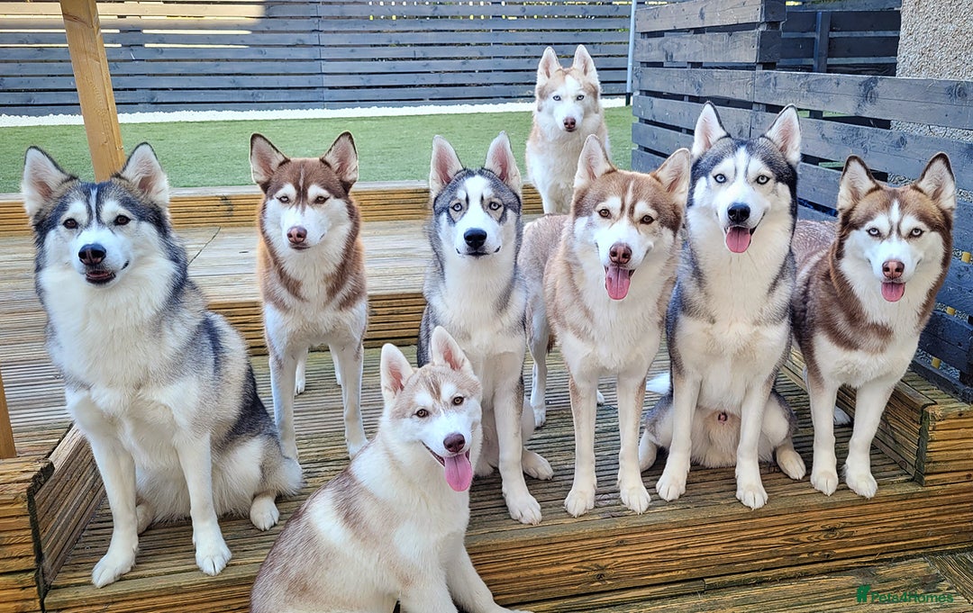 Siberian Husky dogs for sale: Best Quality Siberian Husky Puppies in Scotland - Image 32