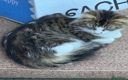 Maine Coon cats for sale: Female kitten - Advert 2